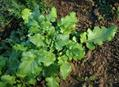 Black mustard